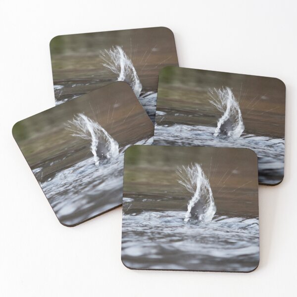 Item preview, Virtual wing. White-throated dipper designed and sold by Jouko Lehto Photography.