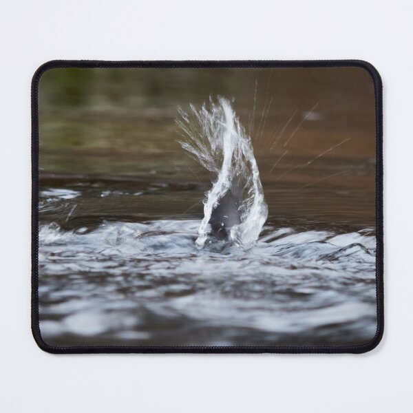 Item preview, Virtual wing. White-throated dipper designed and sold by Jouko Lehto Photography.