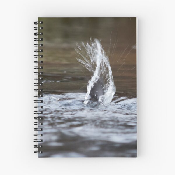 Item preview, Virtual wing. White-throated dipper designed and sold by Jouko Lehto Photography.