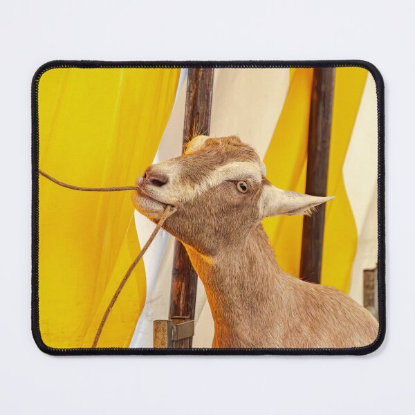 Item preview, British Toggenburg Goat - What Will Happen If I Pull This? designed and sold by Karen Dore Art & Photography.