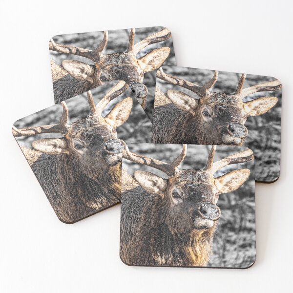 Item preview, Buck Elk Rut, Banff, Canada designed and sold by Kana Photography.