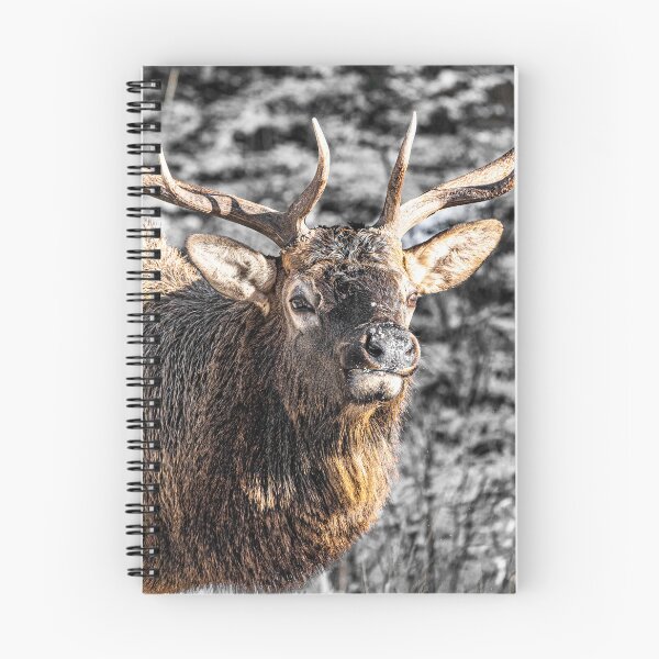 Item preview, Buck Elk Rut, Banff, Canada designed and sold by Kana Photography.