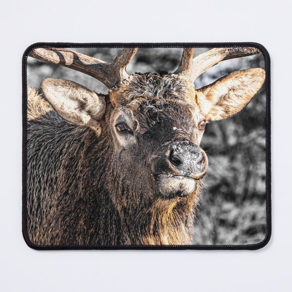 Item preview, Buck Elk Rut, Banff, Canada designed and sold by Kana Photography.