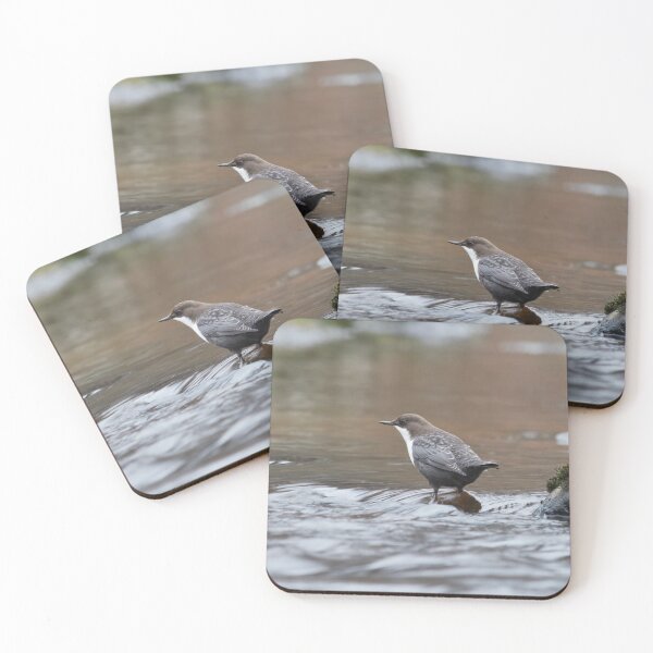 Item preview, Slow motion. White-throated dipper designed and sold by Jouko Lehto Photography.