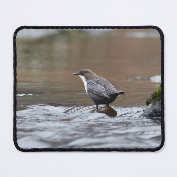 Item preview, Slow motion. White-throated dipper designed and sold by Jouko Lehto Photography.