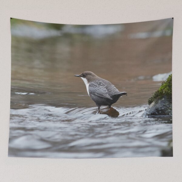 Item preview, Slow motion. White-throated dipper designed and sold by Jouko Lehto Photography.