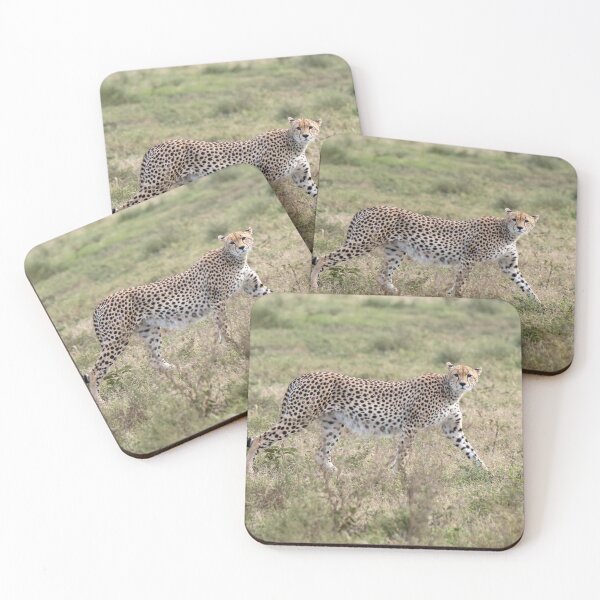 Item preview, Cheetah On The Move, Tarangire National Park, Tanzania designed and sold by Andrew Goodall.