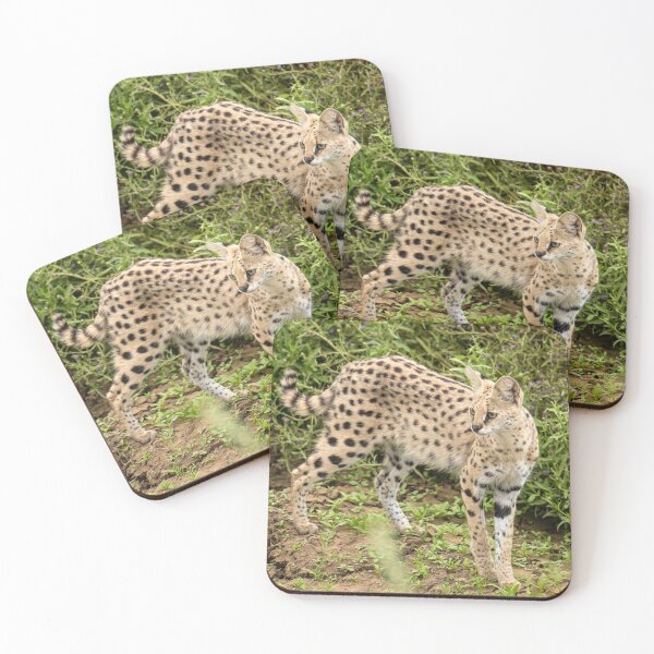 Item preview, Serval, Serengeti National Park, Tanzania designed and sold by Andrew Goodall.