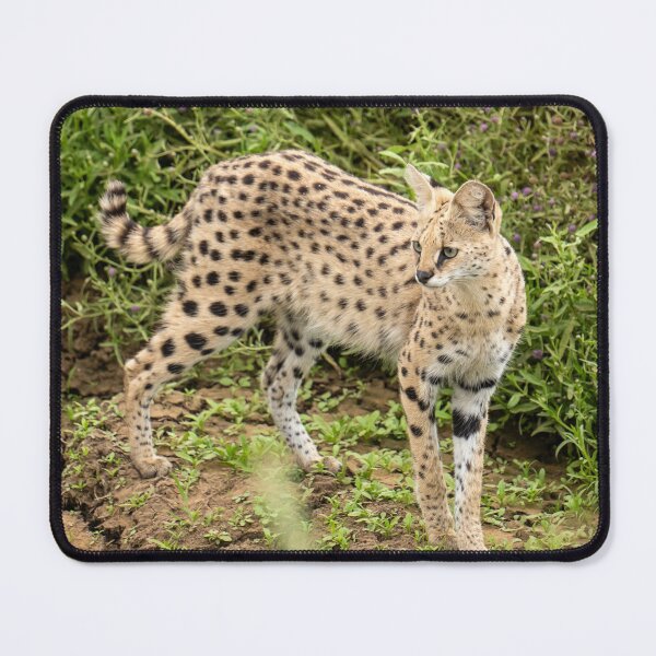 Item preview, Serval, Serengeti National Park, Tanzania designed and sold by Andrew Goodall.