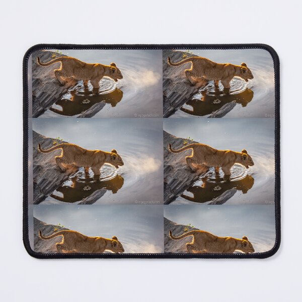 Item preview, Lion cub has respect for the water designed and sold by Ingo Gerlach.
