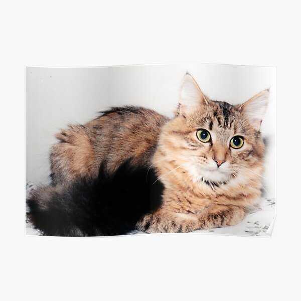 Furreal Poster