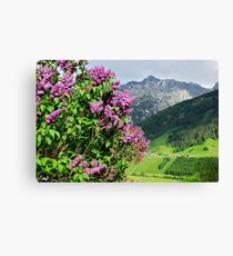 Lilac tree with the Austrian Alps on the background Canvas Print