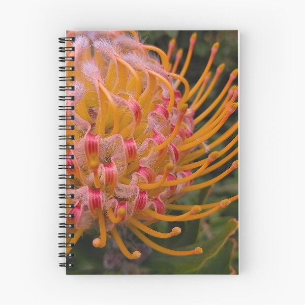 Item preview, Leucospermum Detail in Orange designed and sold by Jimbo McCoy.