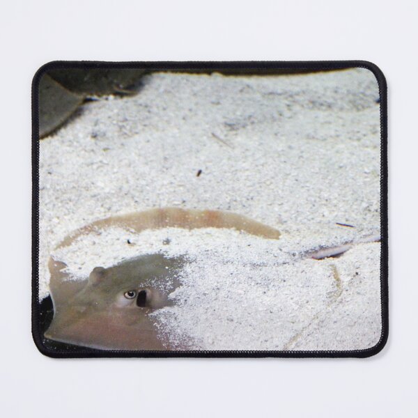 Item preview, Stingray Resting In The Sand designed and sold by Cynthia48.