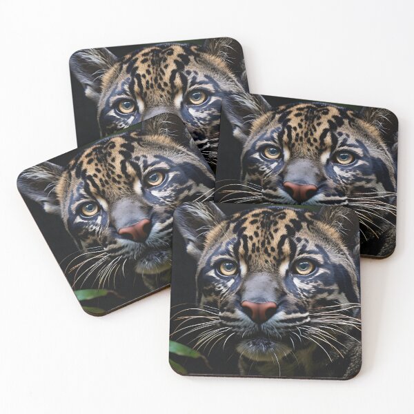 Item preview, Animal Photography - Clouded Leopard designed and sold by KootenayDesigns.