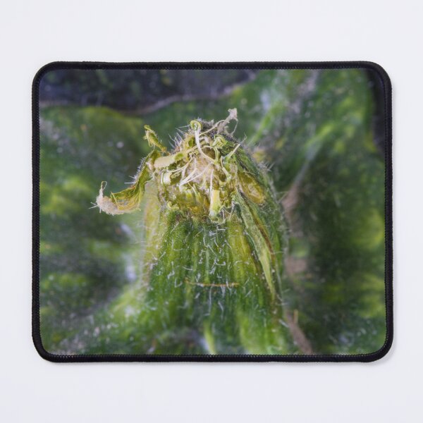 Item preview, Stalk of a Kabocha Squash designed and sold by Bill Spengler's Photographic Thoughts.