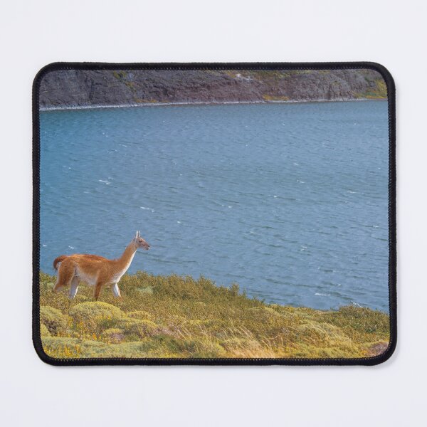 Item preview, Guanaco Chile Patagonia designed and sold by PhotoArt by Joan Carroll.