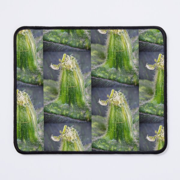 Item preview, Towering Green Kabocha Squash Stem designed and sold by Bill Spengler's Photographic Thoughts.