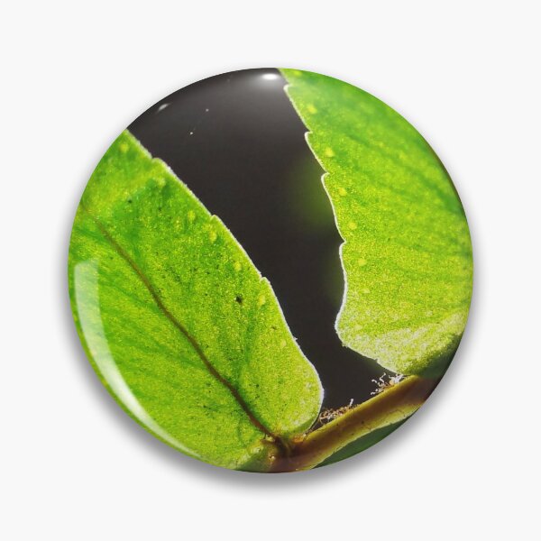 Item preview, Sunlight through the fern designed and sold by HenryLt4.