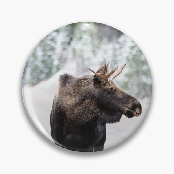 Item preview, Moose in Canada with snow background designed and sold by Kana Photography.