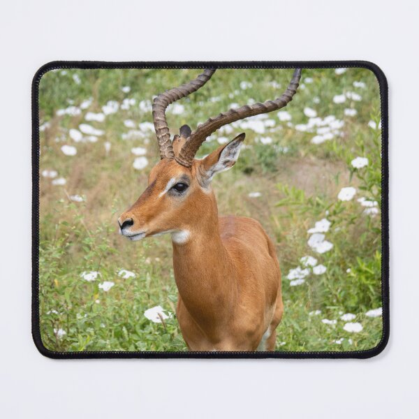 Item preview, Impala Among the Wildflowers, Tarangire National Park designed and sold by Andrew Goodall.