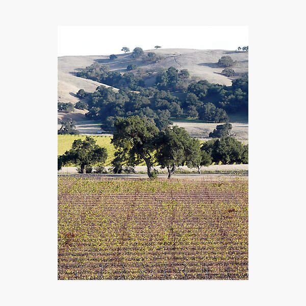 Item preview, Vineyard View designed and sold by GMostPhotos.