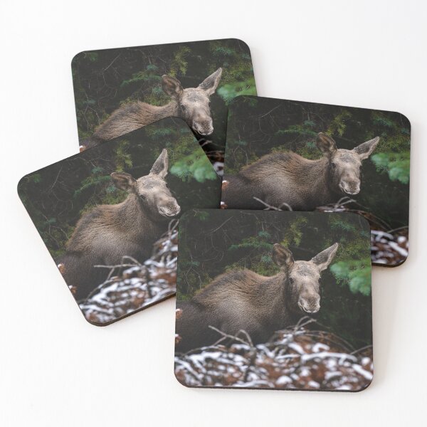 Item preview, Young moose hiding in the forest designed and sold by Kana Photography.