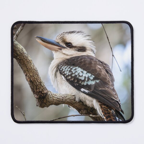 Item preview, Kookaburra - A Perfect Pose designed and sold by Andrew Goodall.