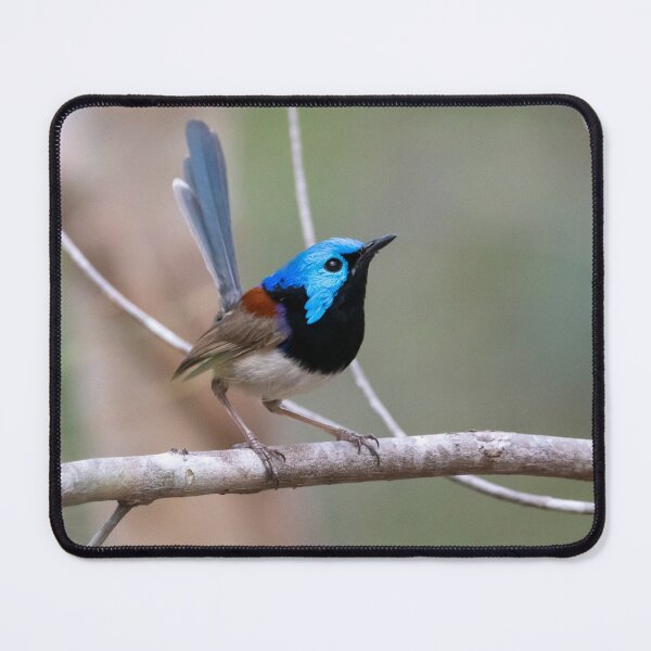 Item preview, Variegated Fairy Wren - Male designed and sold by Andrew Goodall.