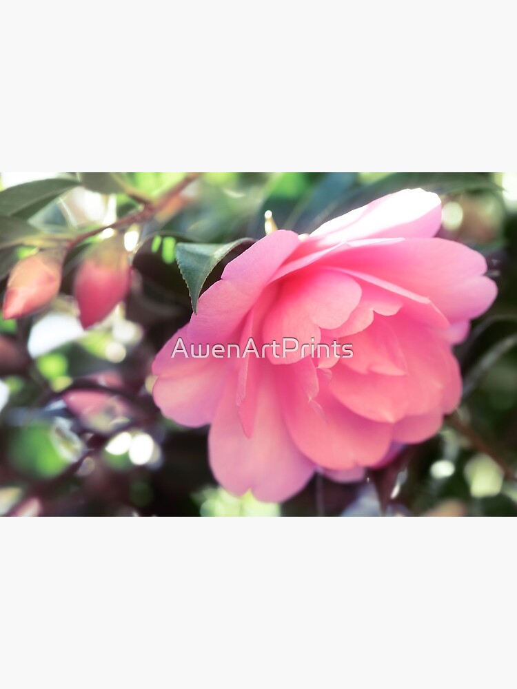 Tarjetas de felicitación «Hermosa camelia japonesa rosa Camellia Japonica  primer plano artístico de una foto de arte de la flor de impresión» de  AwenArtPrints | Redbubble