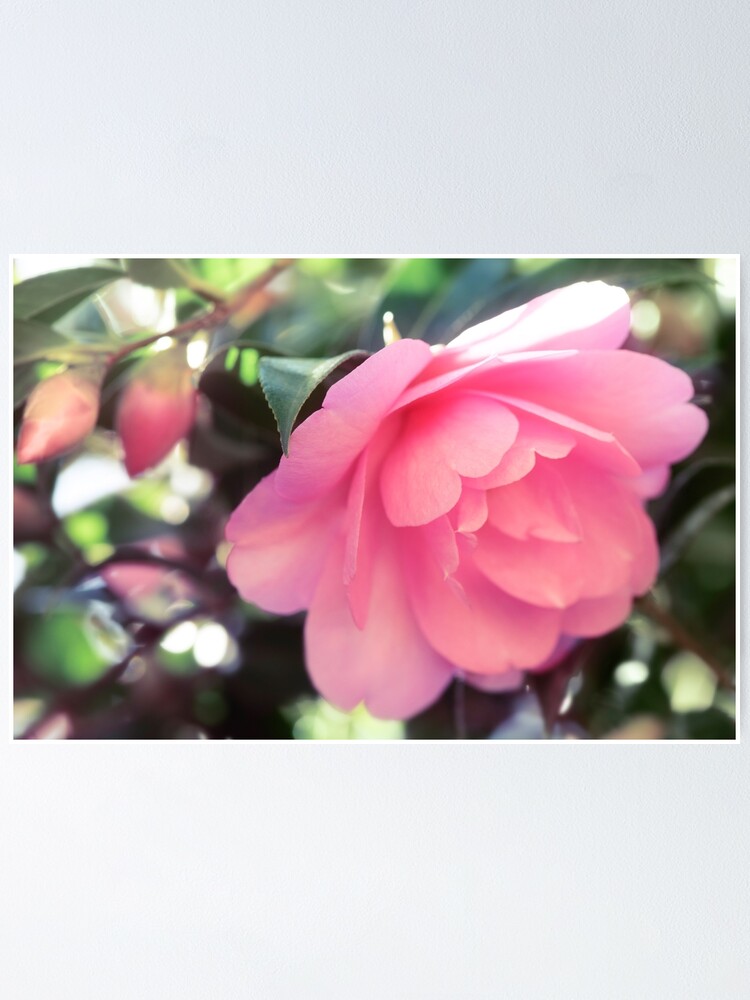 Póster «Hermosa camelia japonesa rosa Camellia Japonica primer plano  artístico de una foto de arte de la flor de impresión» de AwenArtPrints |  Redbubble