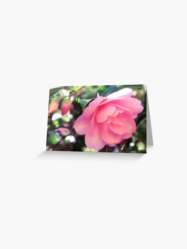 Tarjetas de felicitación «Hermosa camelia japonesa rosa Camellia Japonica  primer plano artístico de una foto de arte de la flor de impresión» de  AwenArtPrints | Redbubble