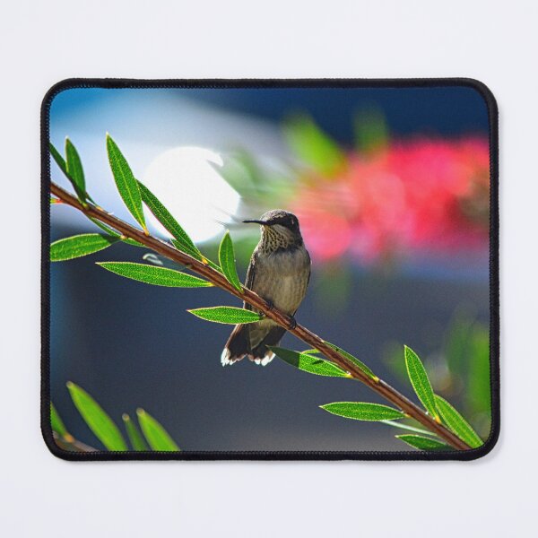 Item preview, Resting Hummingbird designed and sold by LisaWootenPhoto.