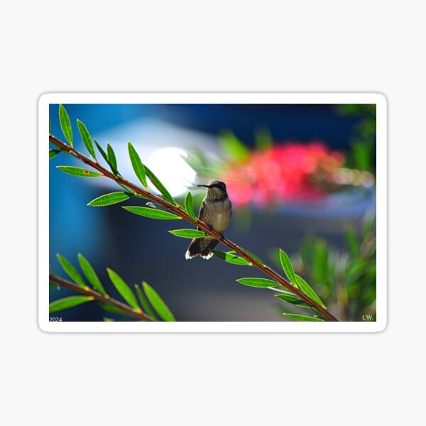 Item preview, Resting Hummingbird designed and sold by LisaWootenPhoto.