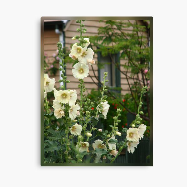 Item preview, Hollyhocks designed and sold by outbackjack.