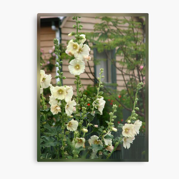 Item preview, Hollyhocks designed and sold by outbackjack.