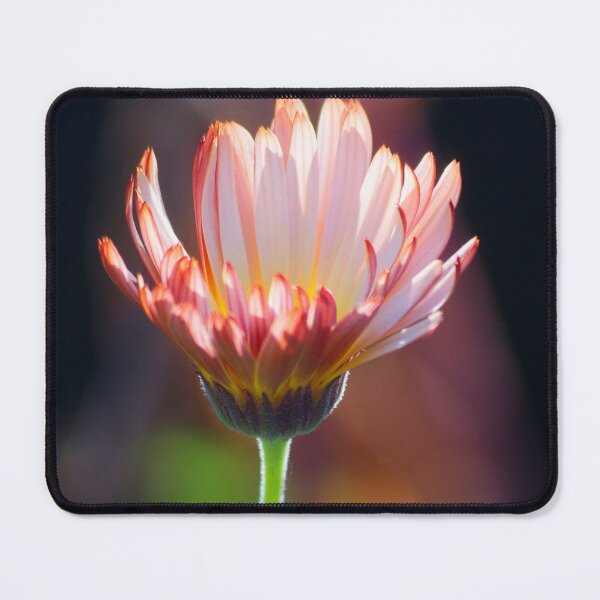 Item preview, Aglow in November designed and sold by alanathrower.