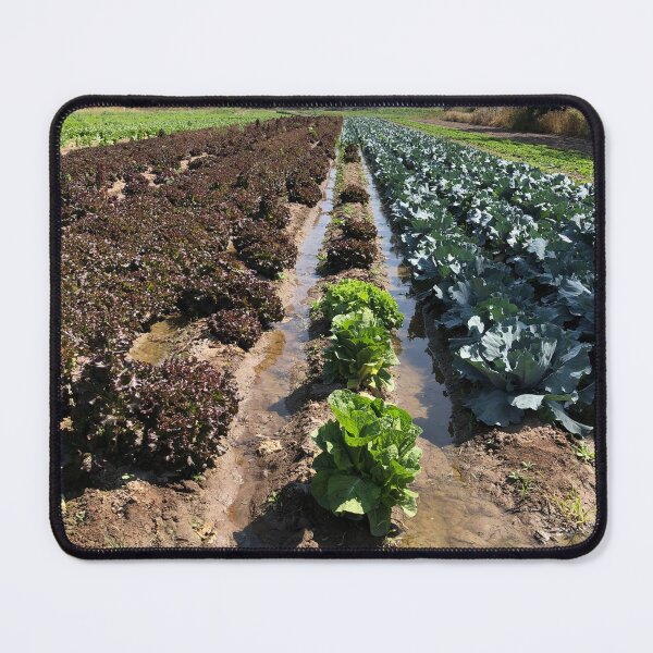 Item preview, Lettuce field designed and sold by RDLT.