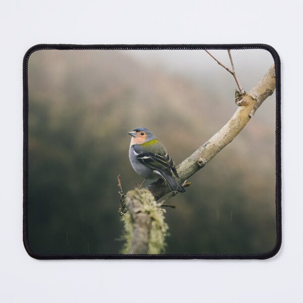 Item preview, Rain, Bird, Three designed and sold by EdgarInFocus.