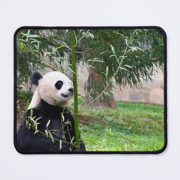 Item preview, Giant Panda with Bamboo designed and sold by richardbryce.