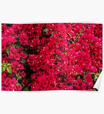 Bougainvillea Poster
