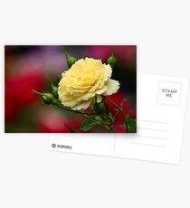 The Yellow Rose Postcards