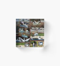 World of Pelicans Acrylic Block