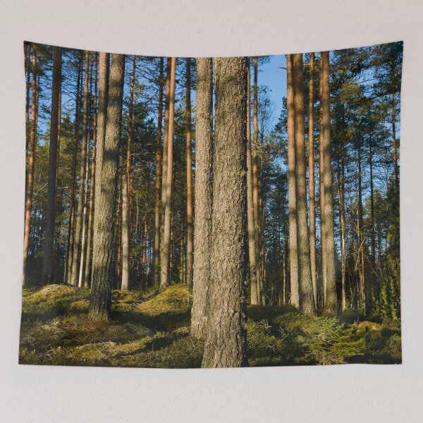 Item preview, When the sun hit the pines. Seitseminen designed and sold by Jouko Lehto Photography.