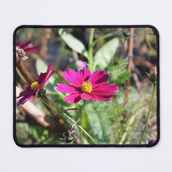 Item preview, Cosmos bipinnatus designed and sold by McFleur's Lens.