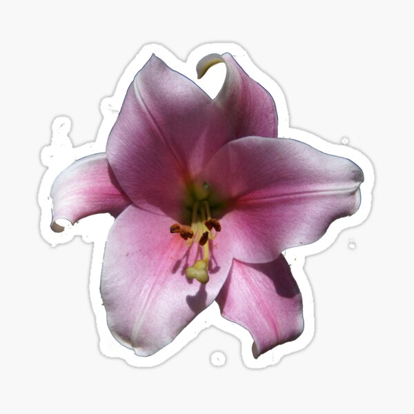 Item preview, Pink Lilly by Avril Thomas designed and sold by MagpieSprings.