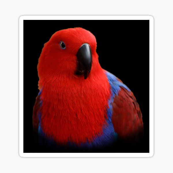 Beautiful Lady in Red Eclectus Parrot Sticker