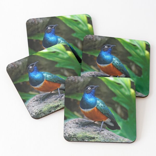 Item preview, A Dashing Figure in Blue, Green, and Russet: African Superb Starling designed and sold by walkswithnature.