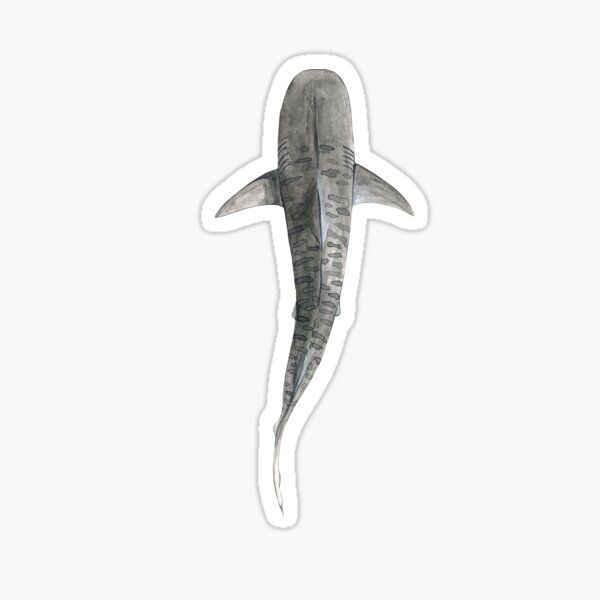 Item preview, TIGER SHARK-Galeocerdo cuvier (above) light blue designed and sold by BEATRIZ ABAITUA.