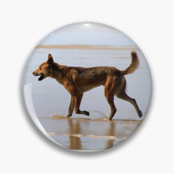 Artikelvorschau, Dingo läuft in der Brandung am 75 Mile Beach auf Fraser Island (K'Gari) entworfen und verkauft von BirdsAlive.